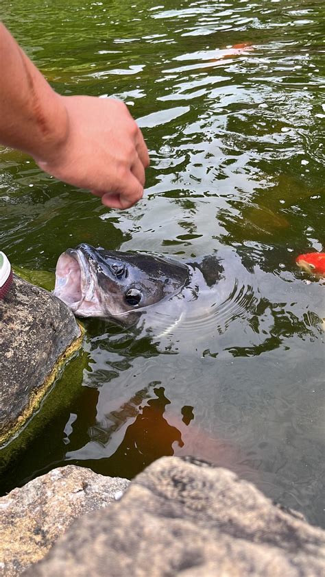 夢見水裡有魚